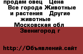  продам овец › Цена ­ 100 - Все города Животные и растения » Другие животные   . Московская обл.,Звенигород г.